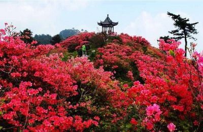 武汉周边一日游 武汉周边一日游春游赏花推荐 木兰玫瑰园浪漫花海一日游