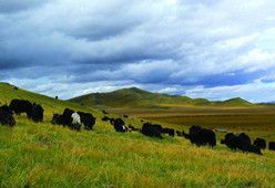 武汉到内蒙古旅游 武汉到内蒙古旅游线路 塞外青城、魅力草原、神奇响沙、双飞4日游