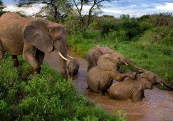 武汉到肯尼亚旅游线路 武汉到肯尼亚旅游费用多少 肯尼亚10天观看野生动物特色之旅